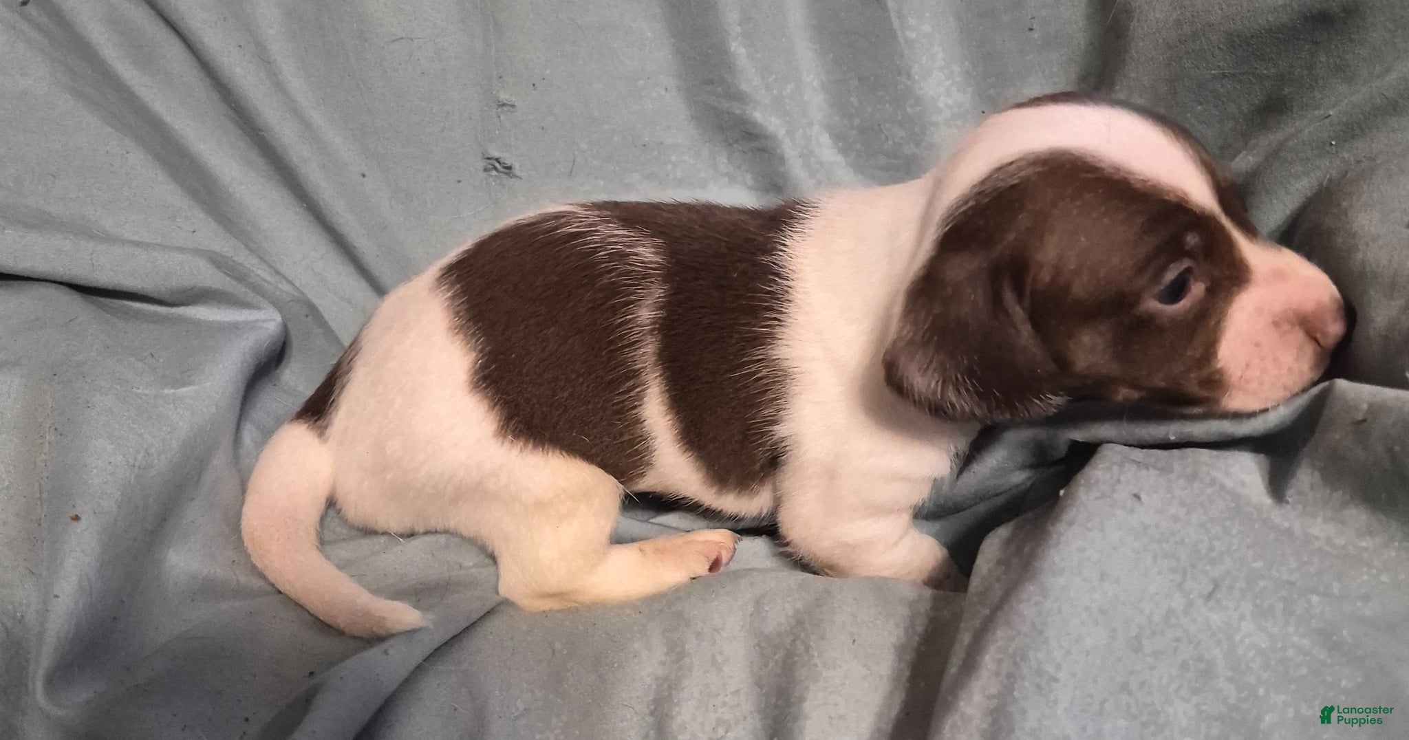 Dachshund dogs Dachshund Puppy 3 - Ad 29