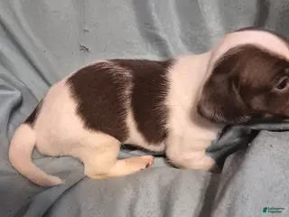 Dachshund dogs Dachshund Puppy 3 - Ad 33