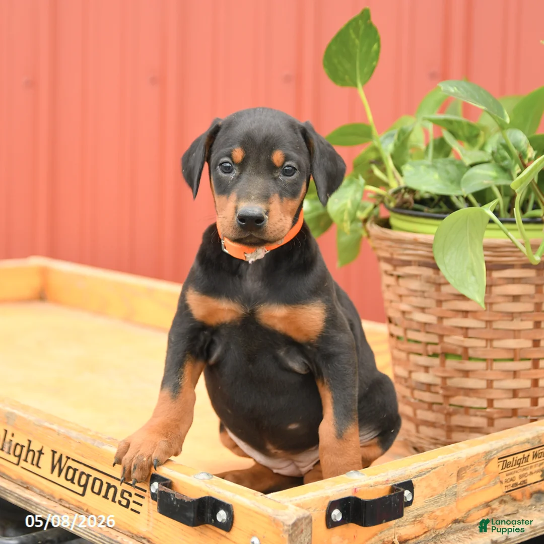 Doberman Pinscher dogs for sale: Waffles - Ad 5