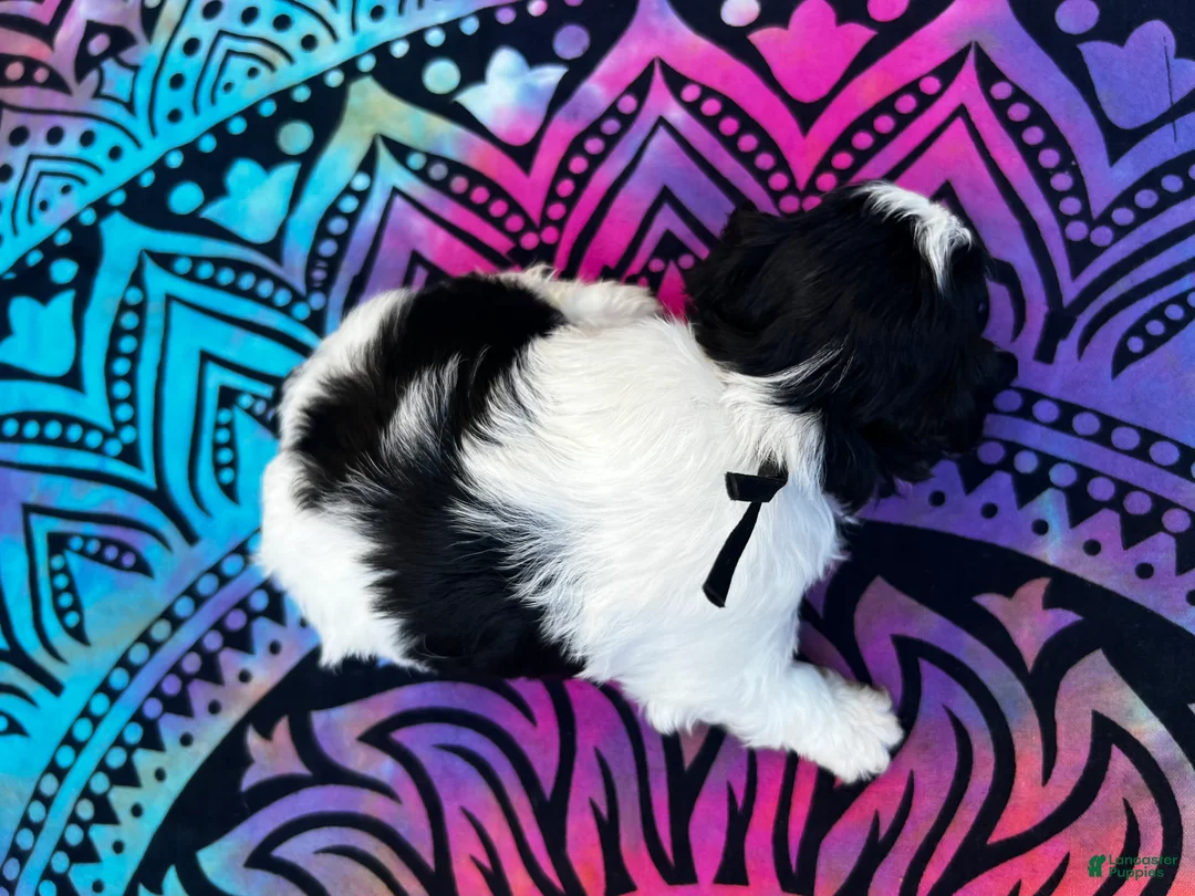 Yorkiepoo dogs for sale: Creed - Ad 2