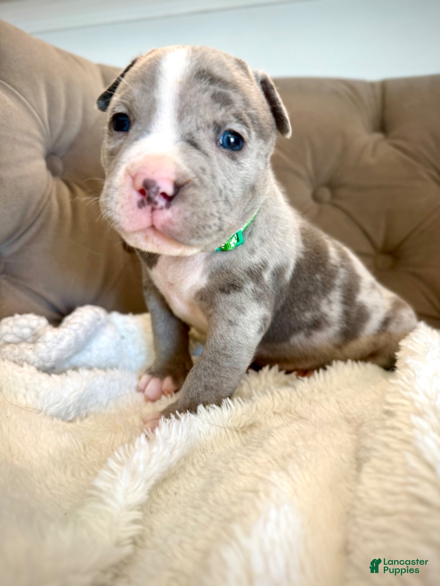 American Bully dogs Axel - XL American Bully Puppy  - Ad 40