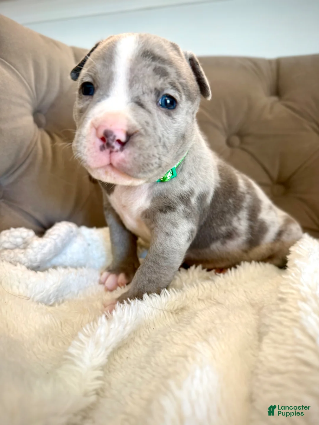 American Bully dogs for sale: Axel - XL American Bully Puppy  - Ad 2