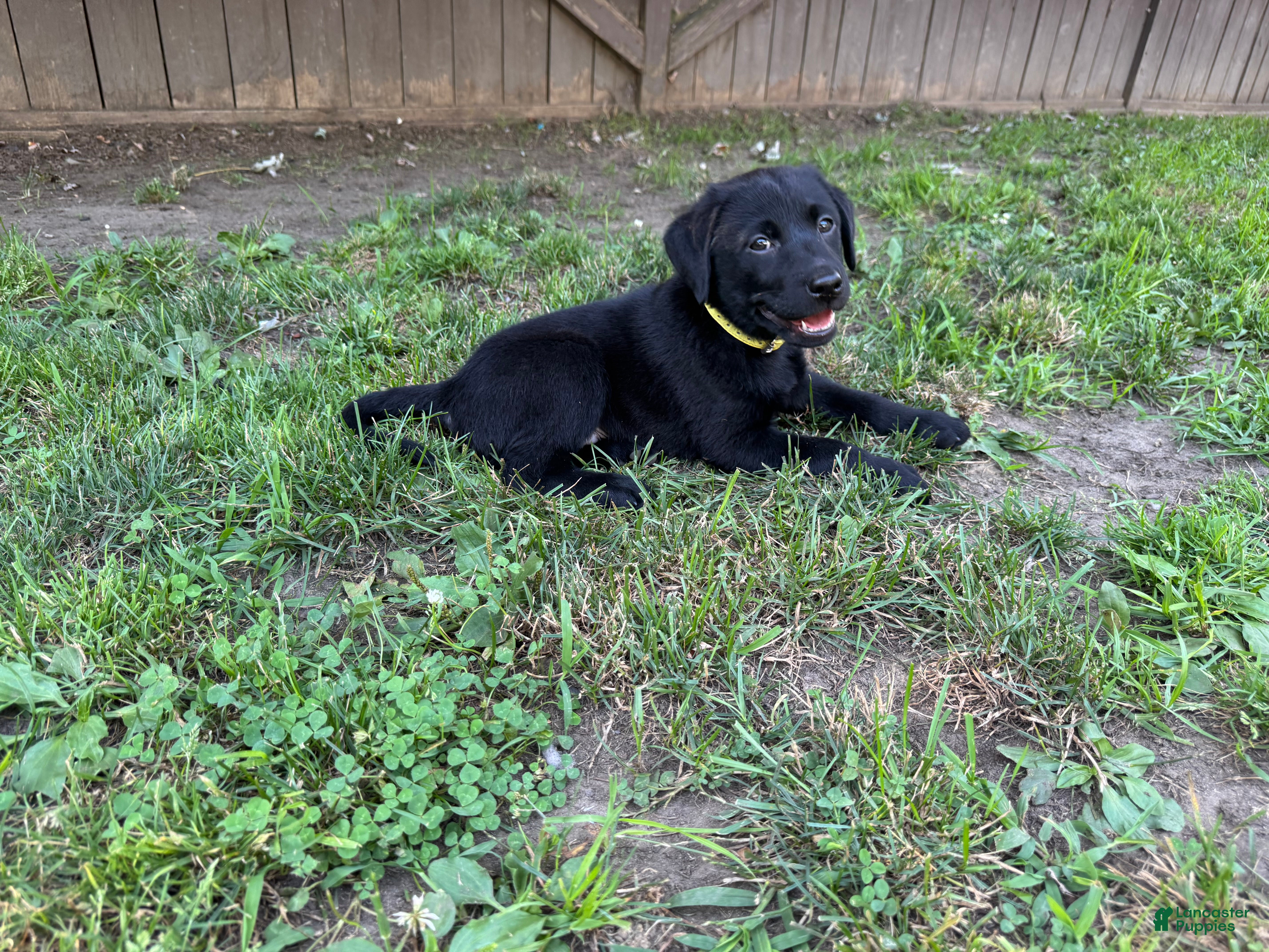 Labrador Retriever dogs Ruger - Ad 1