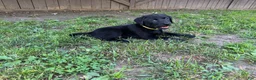 Labrador Retriever dogs for sale: Ruger - Ad 1