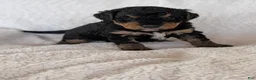 Mixed Breed dogs for sale: Snickers - Ad 13