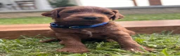 Irish Doodle dogs for sale: Douglas  - Ad 7