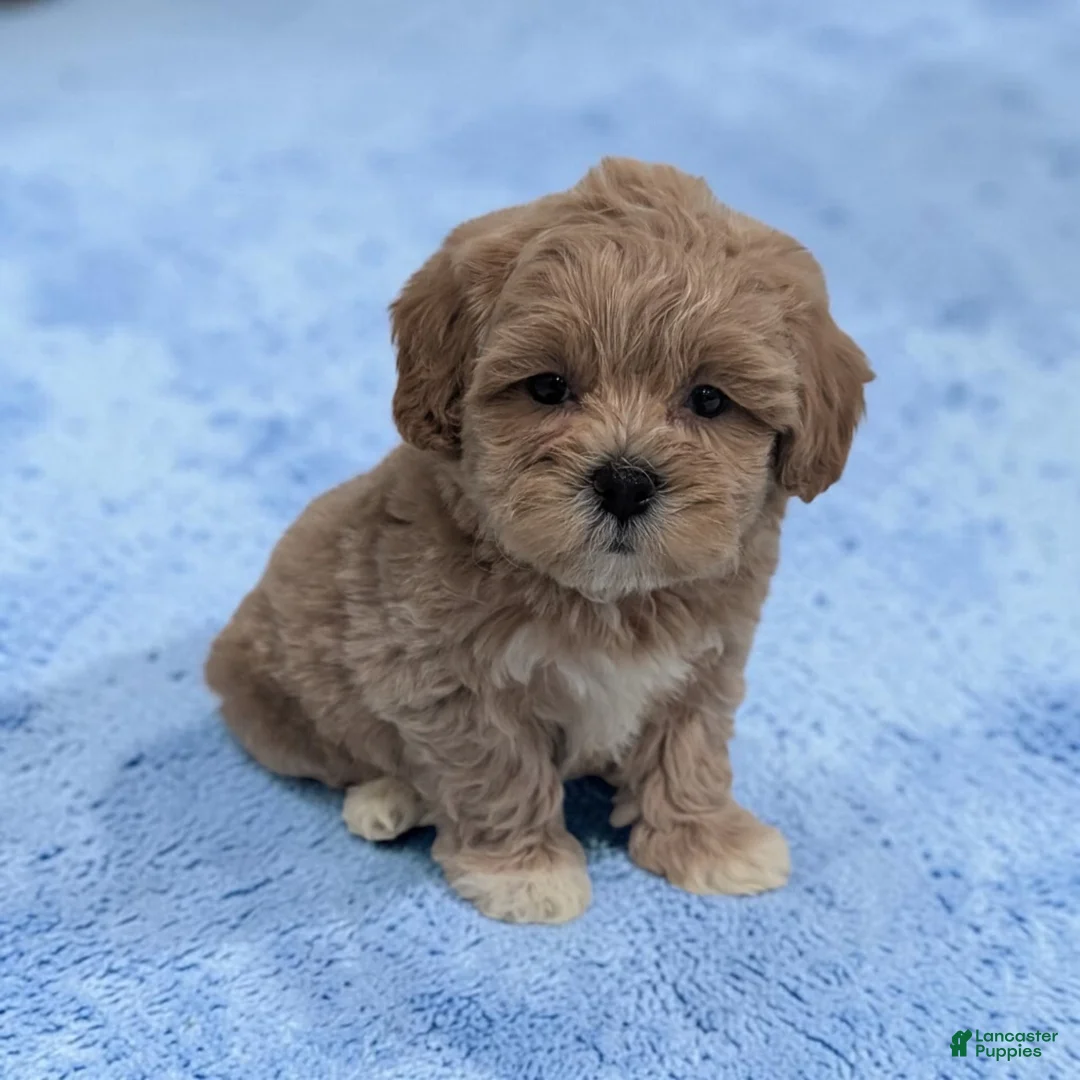 Shihpoo dogs for sale: Lincoln - Ad 1