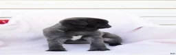 Pug dogs for sale: Sara - Ad 3