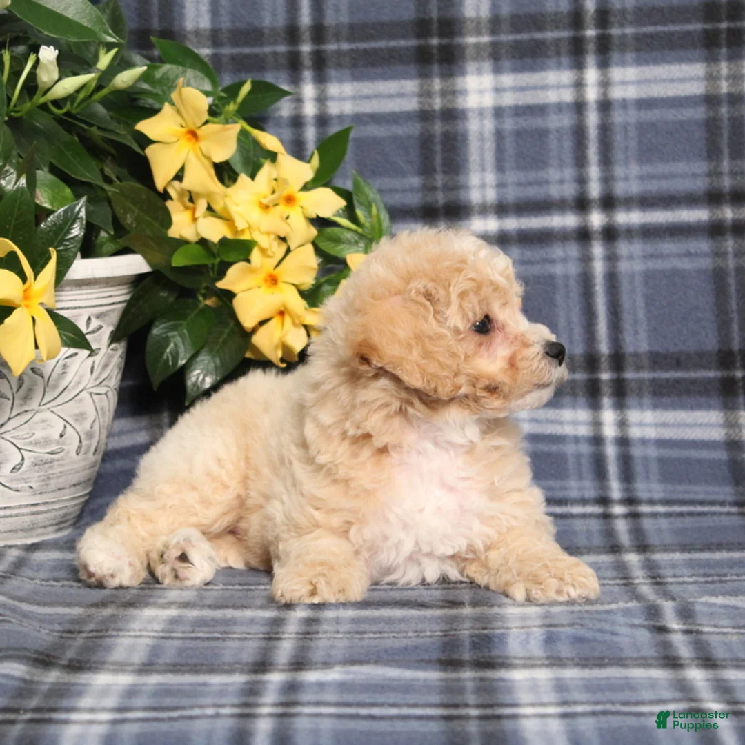 Bichpoo dogs for sale: Marlow - Ad 5