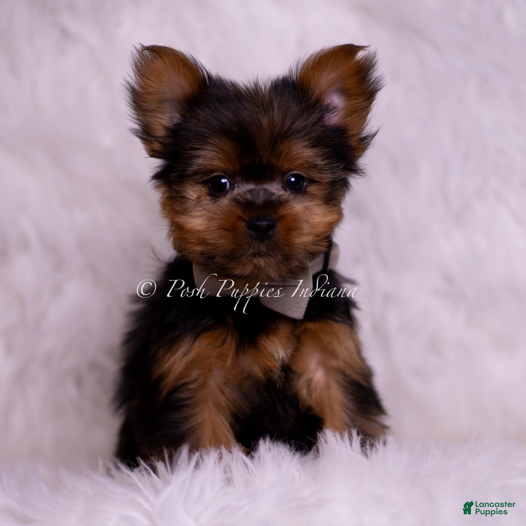 Yorkshire Terrier dogs Roo - Ad 2