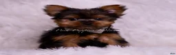Yorkshire Terrier dogs for sale: Roo - Ad 2
