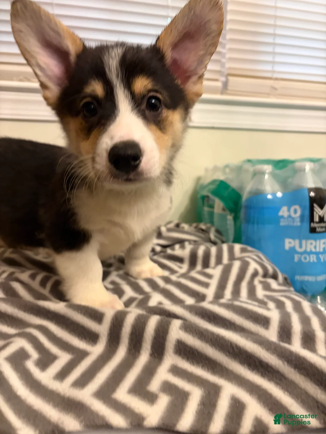 Welsh Corgi Pembroke dogs for sale: Cash - Ad 1