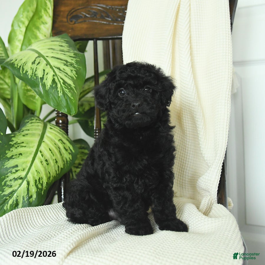 Miniature Poodle dogs Shadow - Ad 1