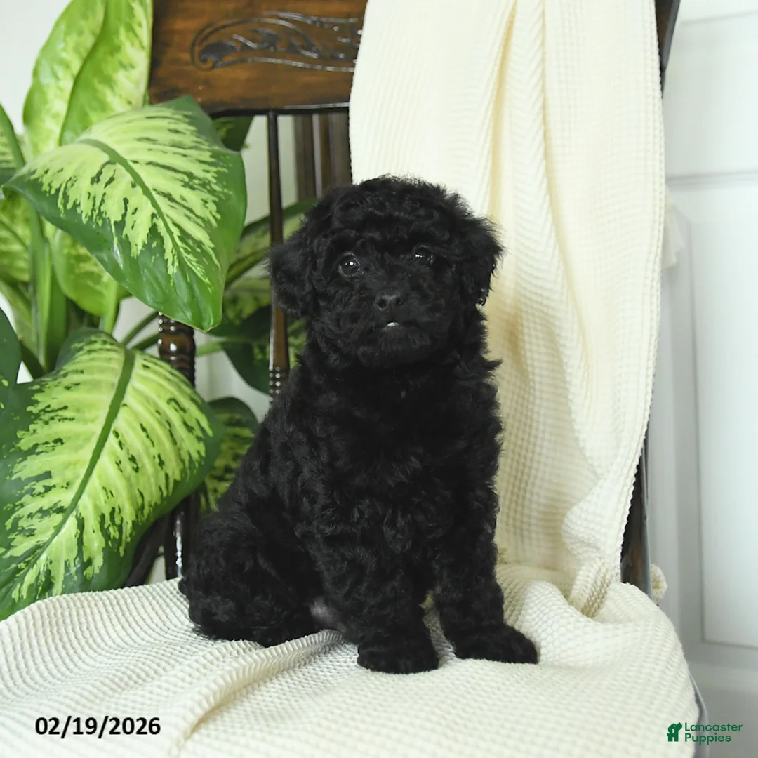 Miniature Poodle dogs for sale: Shadow - Ad 1