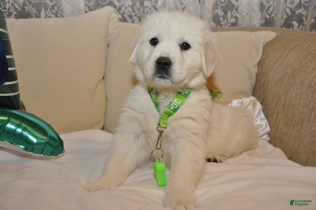 Golden Retriever dogs Ms. Whistler Me Kiss - Ad 2