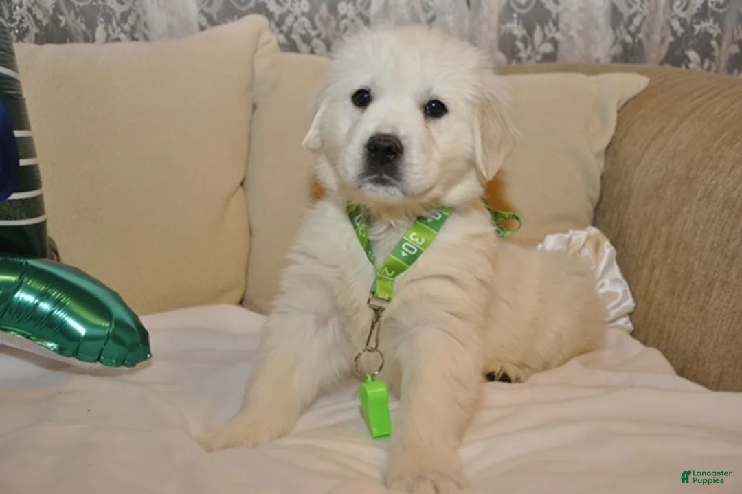 Golden Retriever dogs for sale: Ms. Whistler Me Kiss - Ad 2