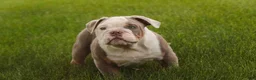 English Bulldog dogs for sale: Nate English Bulldog Puppy  - Ad 3