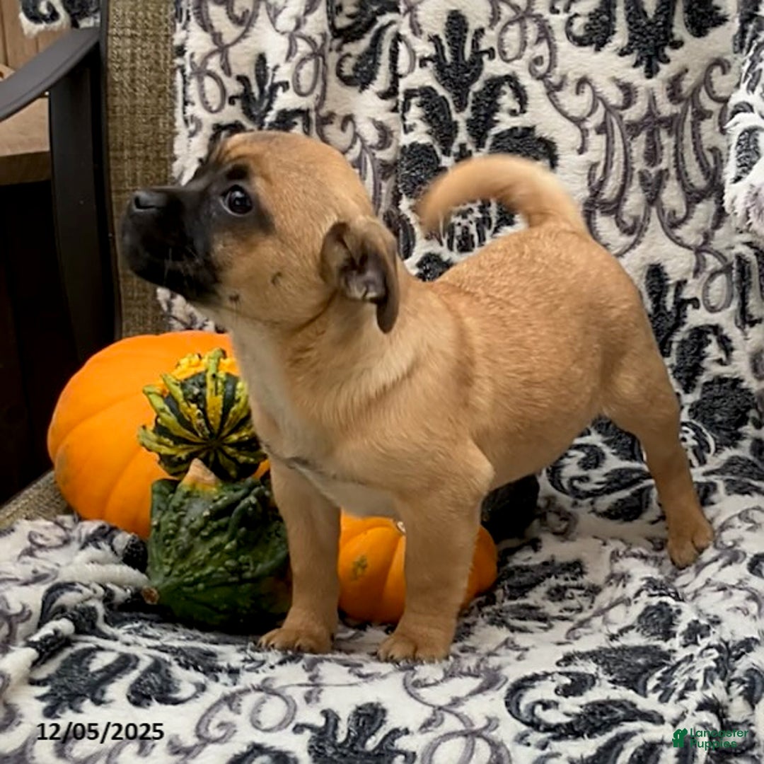 Jug dogs for sale: Pumpkin - Ad 2