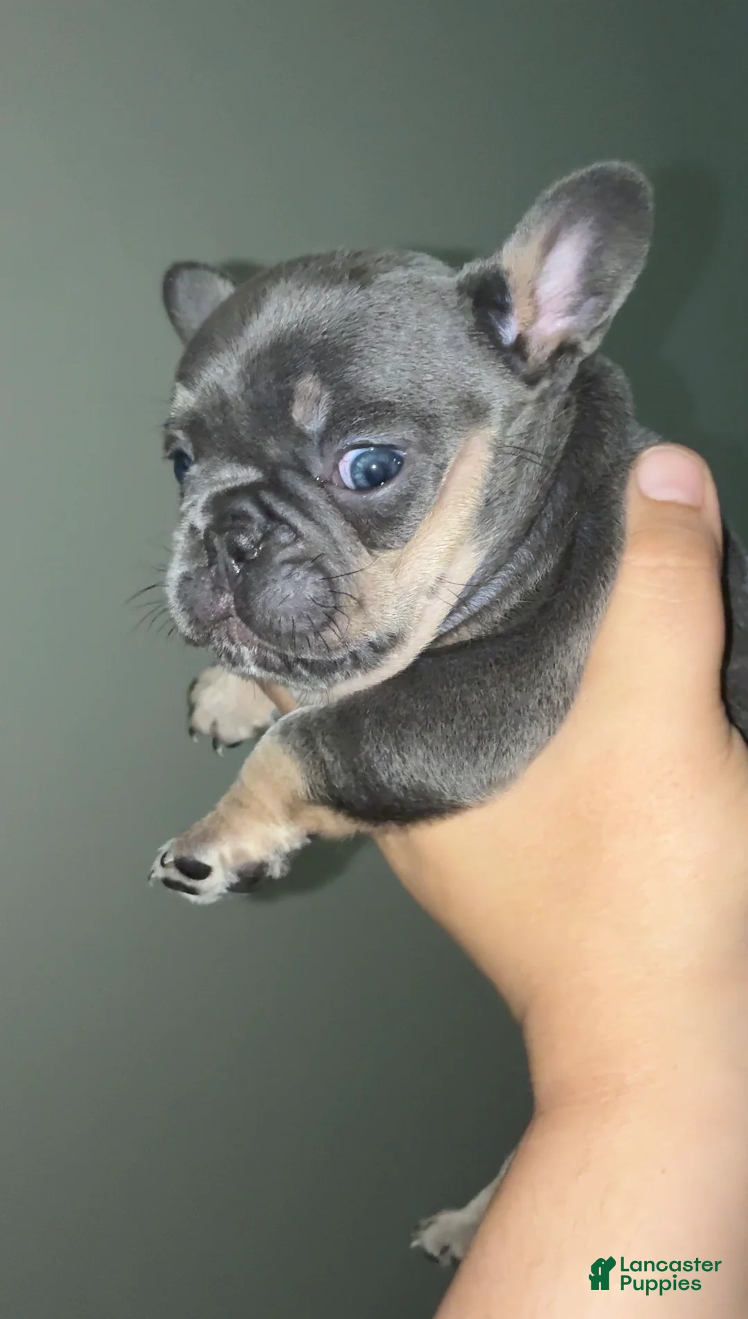French Bulldog dogs for sale: French Bulldog 3 - Ad 2