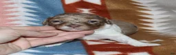Miniature Poodle dogs for sale: Reserved Harlee’s brown merle parti female - Ad 4