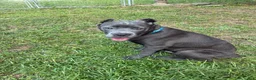 Cane Corso dogs for sale: Maximus - Ad 8