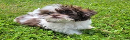 Shihpoo dogs for sale: Roxie - Ad 3