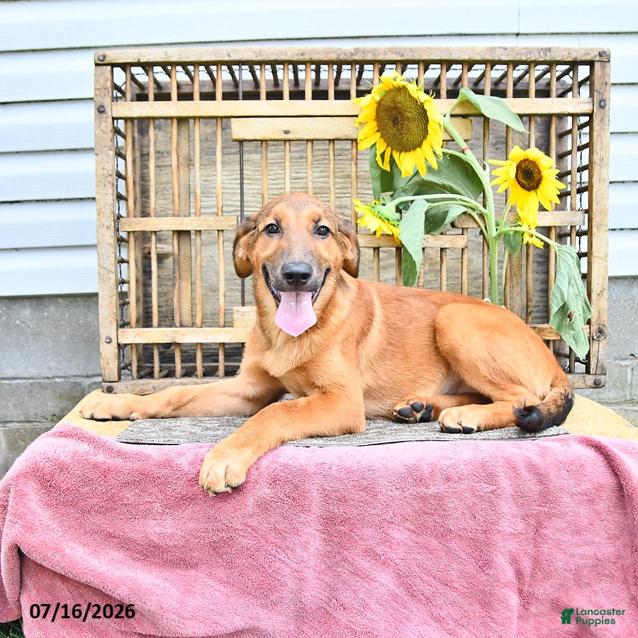 Golden Shepherd dogs Roxy - Ad 1