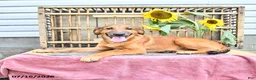 Golden Shepherd dogs for sale: Roxy - Ad 1