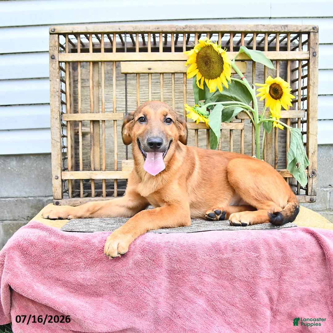 Golden Shepherd dogs for sale: Roxy - Ad 1