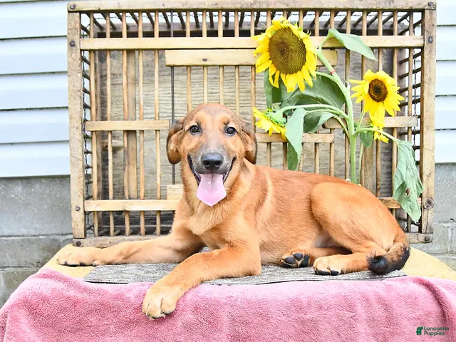 Golden Shepherd dogs for sale: Roxy - Ad 2
