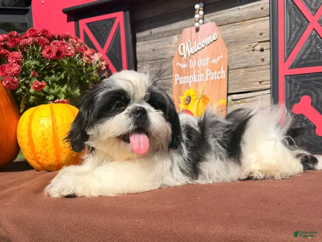 Shih Tzu dogs Sabrina Shih Tzu - Ad 1