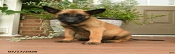 Belgian Malinois dogs for sale: Ruby - Ad 1