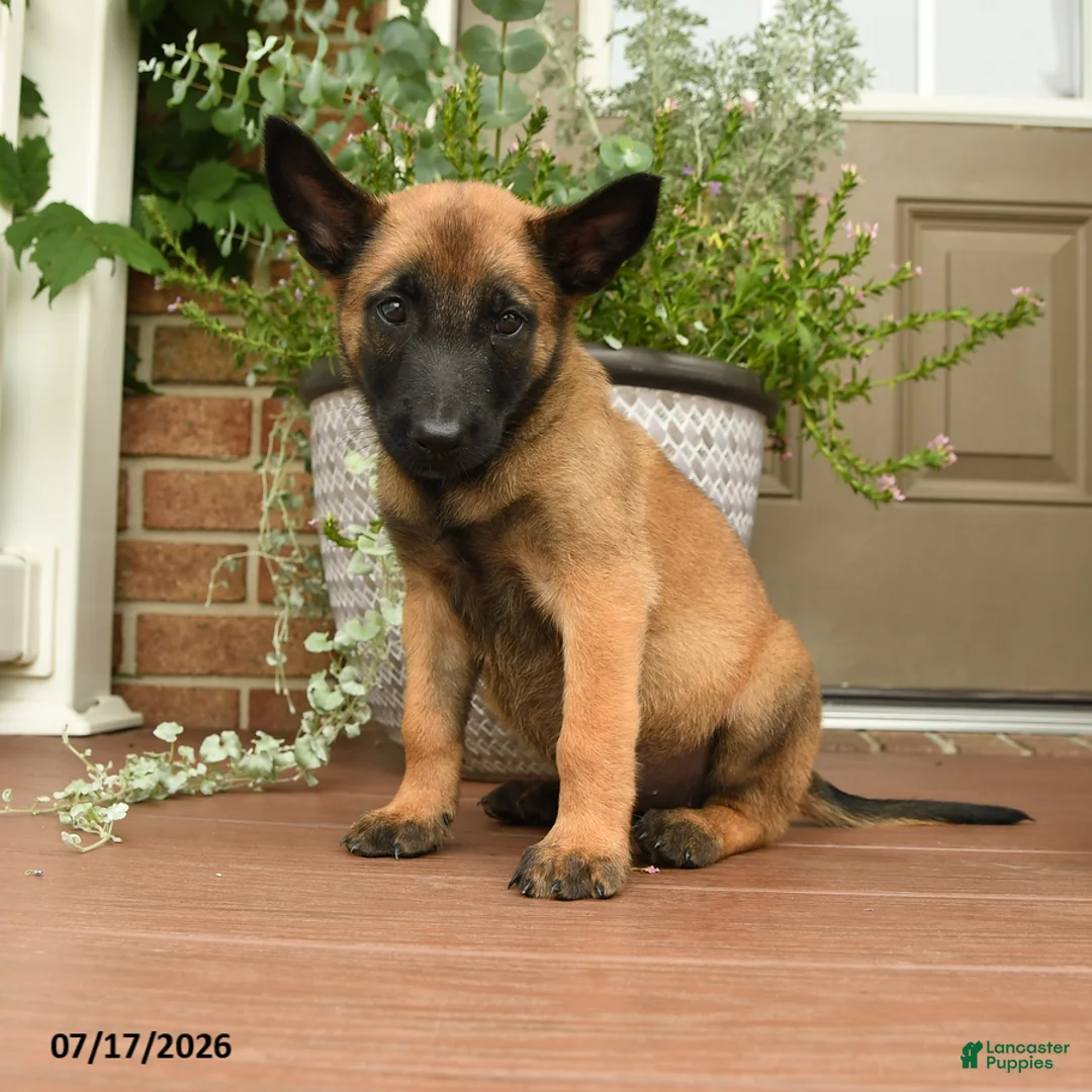 Belgian Malinois dogs for sale: Ruby - Ad 1