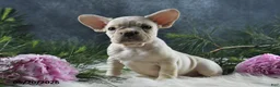 French Bulldog dogs for sale: Jasmine - Ad 6