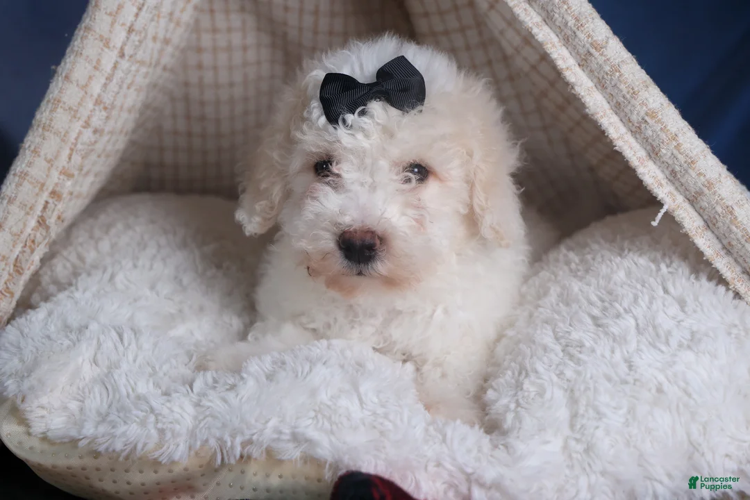 Bichpoo dogs for sale: Carmel - Ad 3