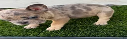 French Bulldog dogs for sale: French Bulldog 4 - Ad 3