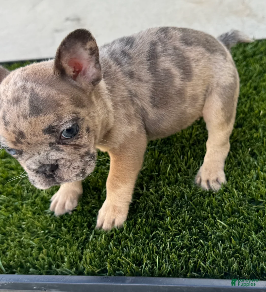 French Bulldog dogs for sale: French Bulldog 4 - Ad 3