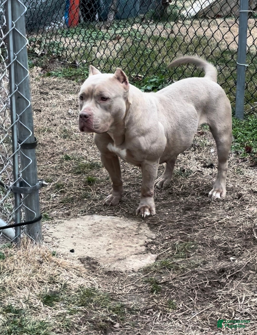 American Bully dogs for sale: Godzilla Jr  - Ad 2