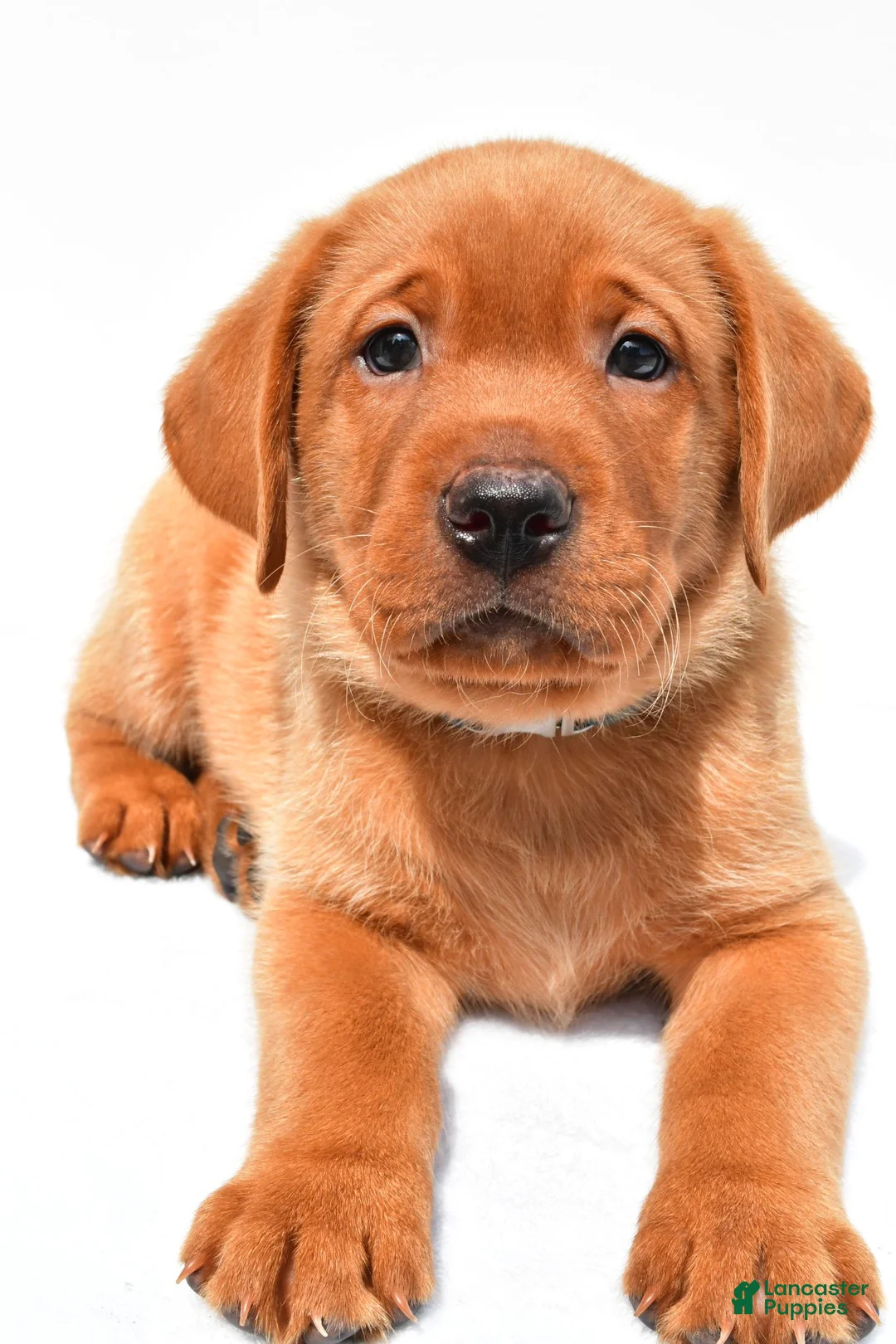 Labrador Retriever dogs for sale: Reno - Ad 1