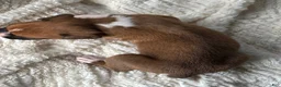 Boxer dogs for sale: Peanut - Ad 5