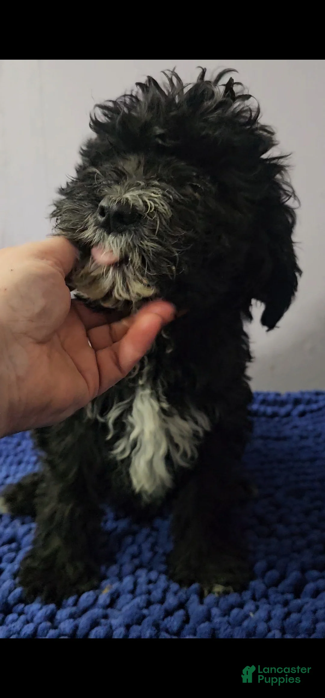 Sheepadoodle dogs for sale: Orange collar boy Sheepadoodle  - Ad 3