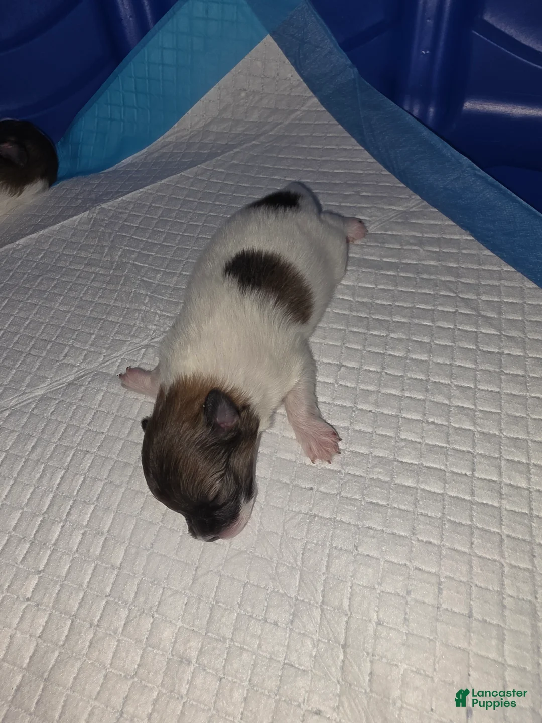 Pomeranian dogs for sale: Pomeranian 2 - Ad 1