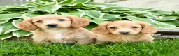 Miniature Dachshund dogs for sale: Star - Ad 5