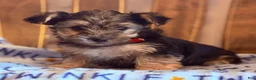 Yorkiepoo dogs for sale: Tiny Tina - Ad 7