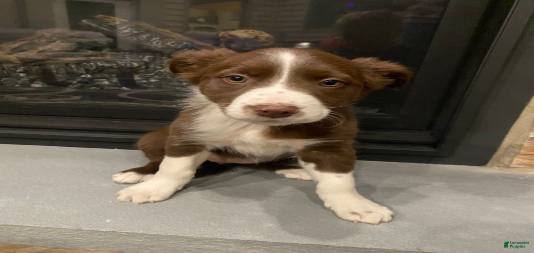 Gallery Image {{count}}