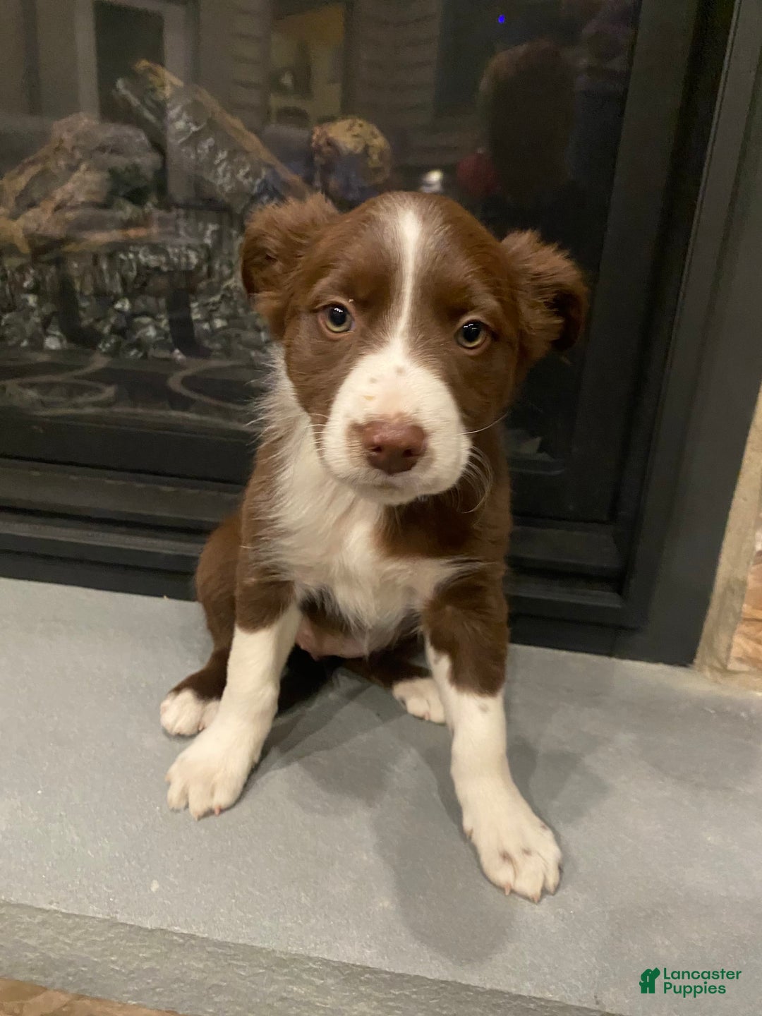 Gallery Image {{count}}