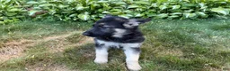 German Shepherd dogs for sale: Leo - Ad 6