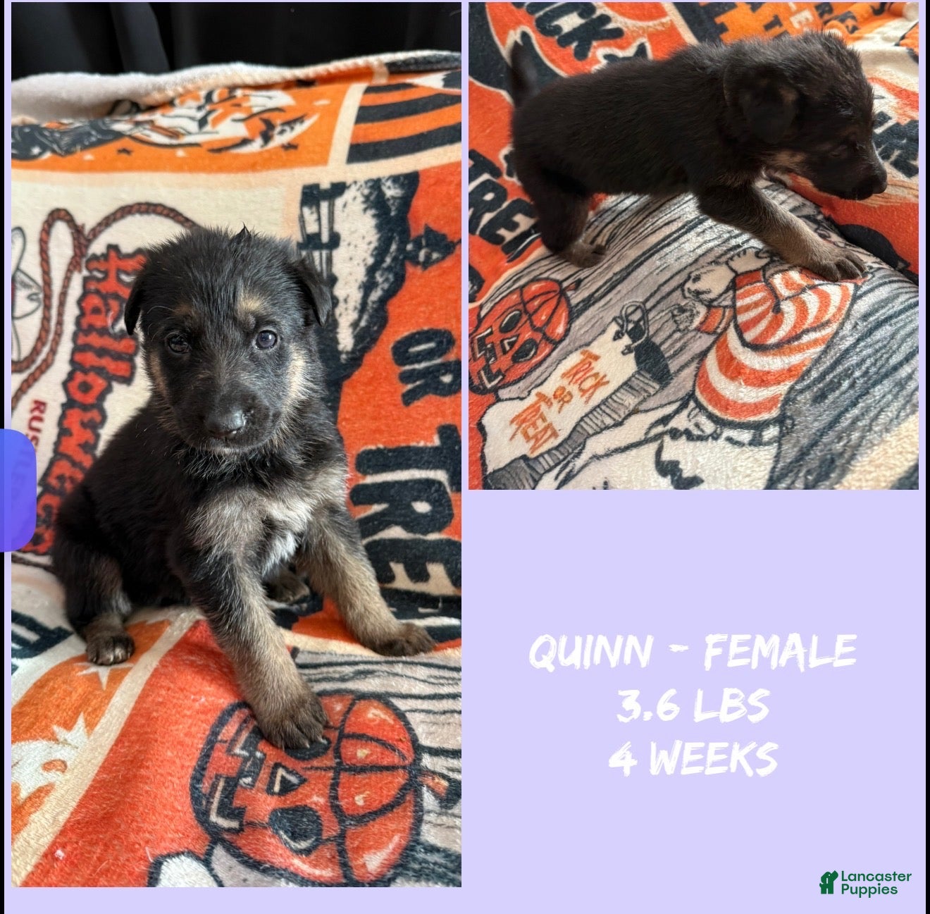 German Shepherd dogs German Shepherd 11 - Ad 2