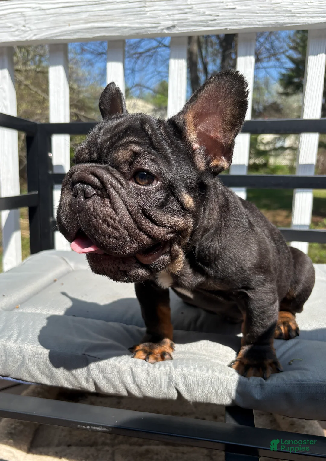 French Bulldog dogs for sale: Potatoe - Ad 1
