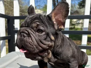 French Bulldog dogs for sale: Potatoe - Ad 1